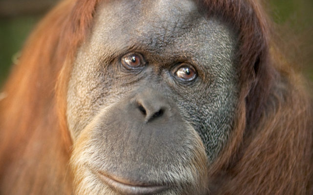 The Worlds Oldest Orangutan Lives In Portland