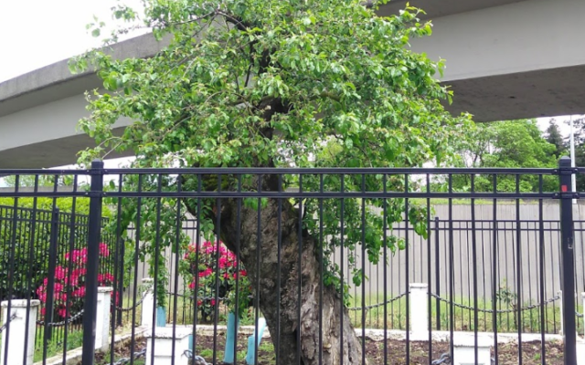 Vancouver’s Old Apple Tree Dies At 194