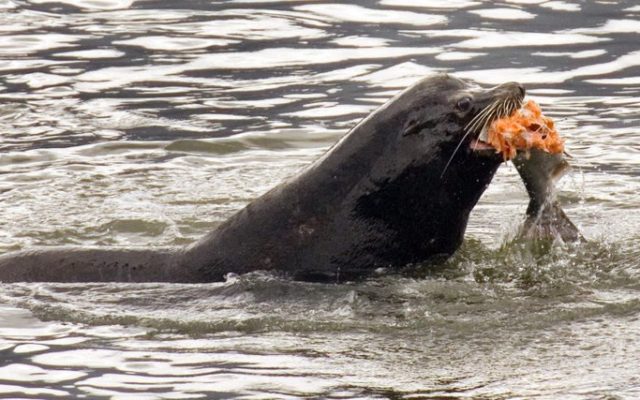 US Gives Go Ahead On Killing Sea Lions In Columbia River