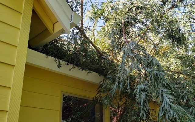 Tree Falls On The Home Of KXL’s Rosemary Reynolds During Windstorm