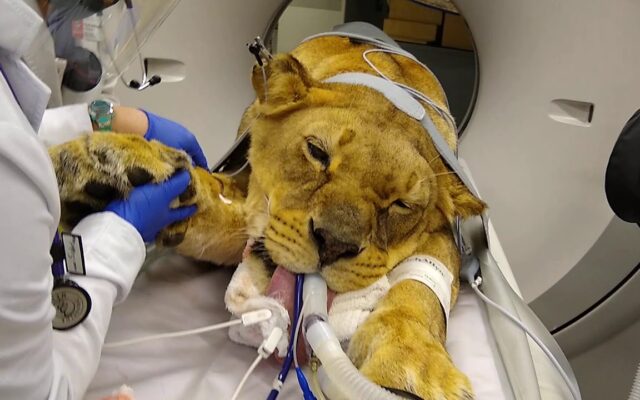 Watch: Lioness From “Tiger King” Gets Life-Saving Surgery From OSU Vet Hospital; Infection Can Also Be Common In Dogs And Cats