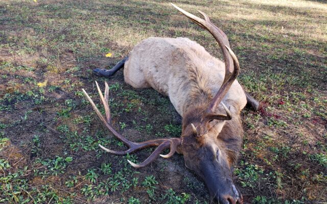 Elk Killed In Douglas County, Left To Waste