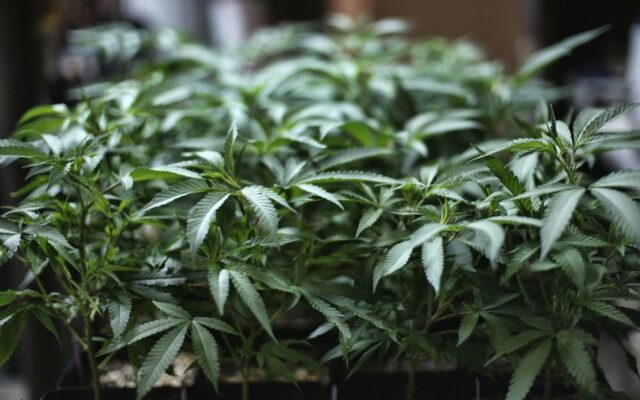 House Votes To Decriminalize Marijuana Federally