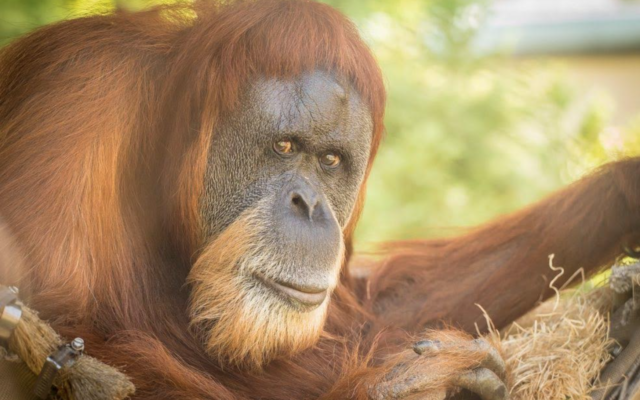 Oregon Zoo Says World’s Oldest Orangutan Has Died
