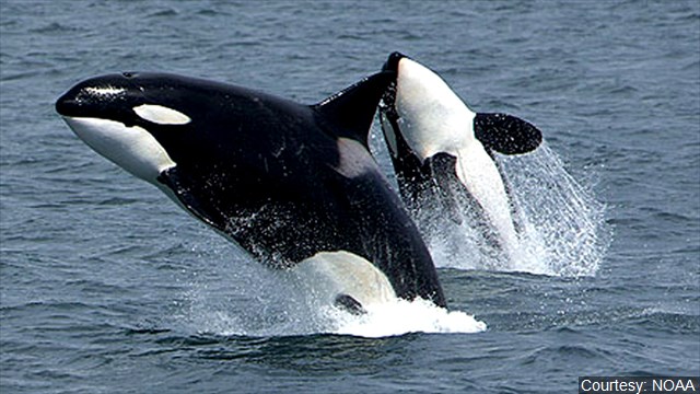 Big Ships In North Puget Sound Asked To Slow Down For Orcas