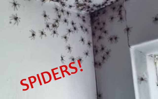 Spiders Overwhelm Australia