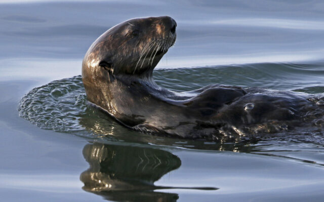 Work Being Done To Help Sea Otters In Oregon