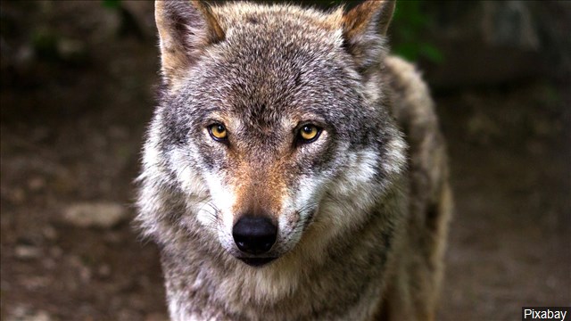 WILDLIFE OFFICIALS: Wolves Kill Herding Dog
