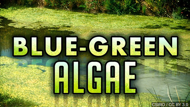 Clark County Elevates Blue-Green Algae Warning To Danger At Lacamas And Round Lakes