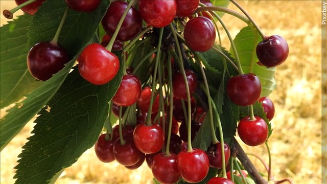 Cherry Growers Working To Save Crops From Heat