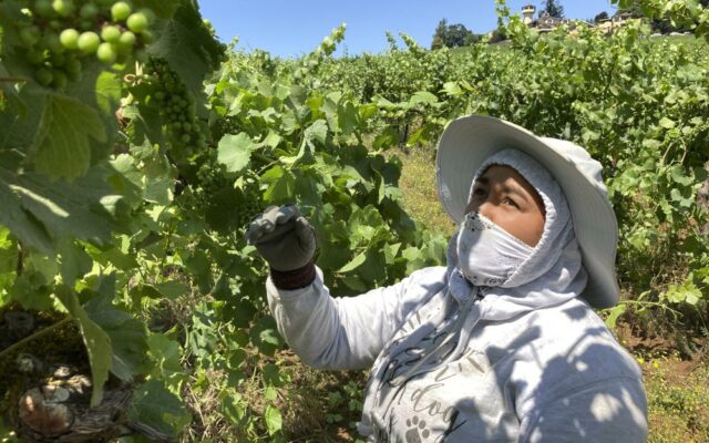 Extreme Heat, Smoke pose harsh test for Vineyards on West Coast