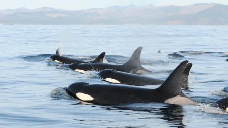 Non-Profit Helps Us Understand Orcas