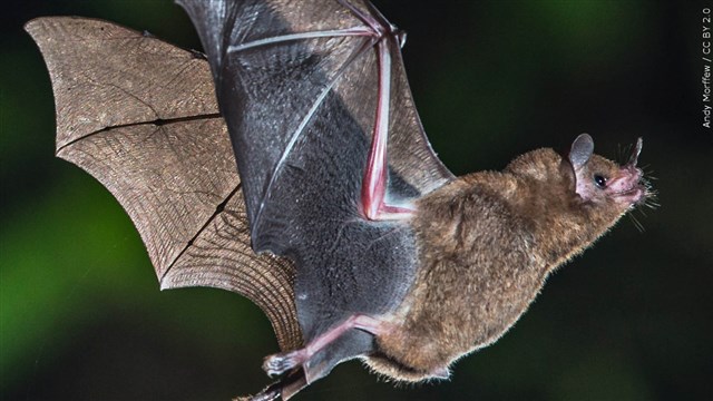 Invasive Fungus That Harms Bats Is Spreading In Washington