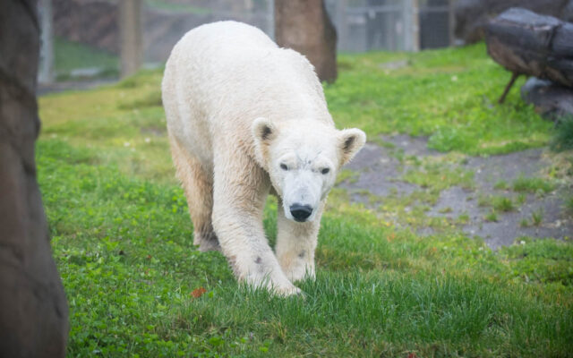 Oregon Zoo Welcomes New Polar Bear