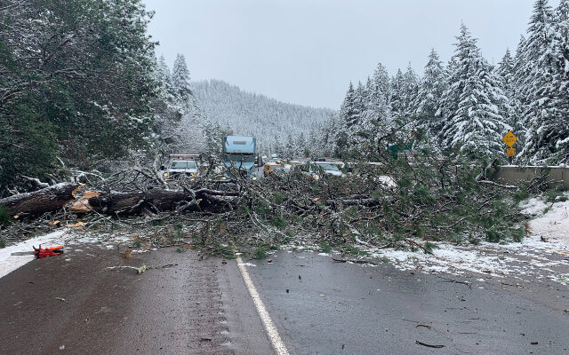 Tree Falling Onto I-5 Captured By ODOT Dashcam