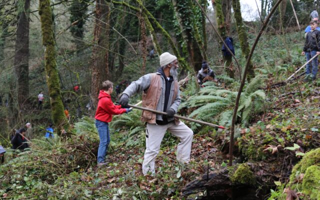 Hundreds of Volunteers Rid Northwest Trees of Invasive Ivy