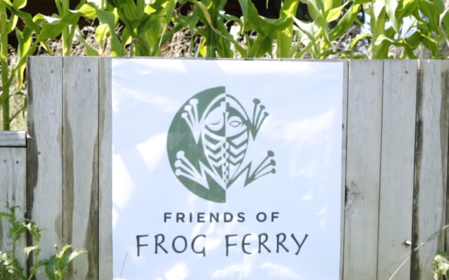 Frog Ferry Looking Ahead To A Bright Future