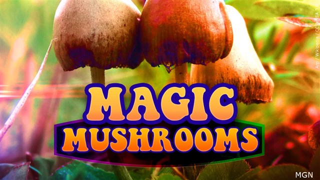 Oregon Releases Draft Rules For Magic Mushrooms