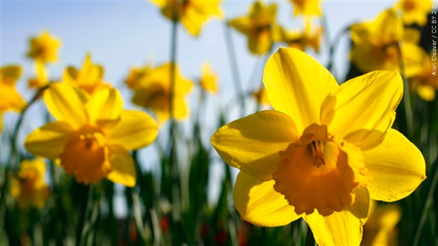 Group Of Tulip And Daffodil Farm Workers Go On Strike