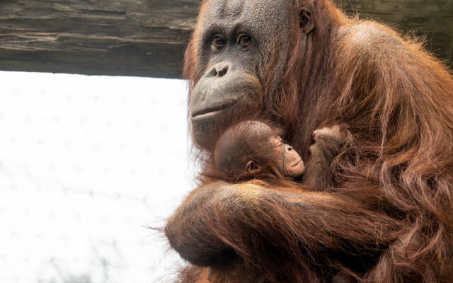 New Orangutan At The Oregon Zoo Named After Dolly Parton Classic