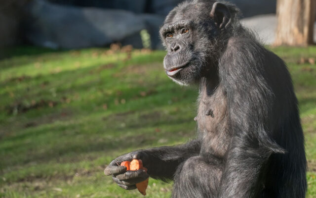 Oregon Zoo’s Leah The Chimpanzee Dies