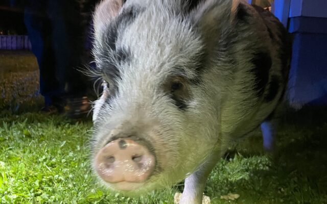 Portland Police Catch Pampered Pig