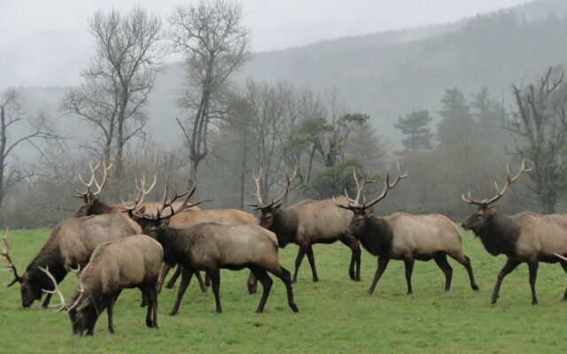 SO MUCH TO SEE: Roosevelt Elk In The Northwest