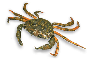 European Green Crab Turn Up In Kitsap County