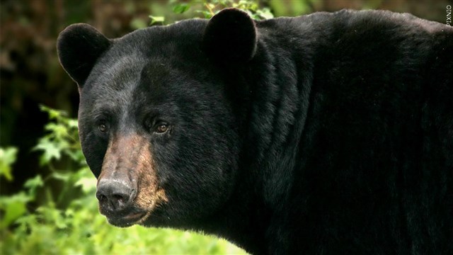 Washington Wildlife Officials Searching For Black Bear