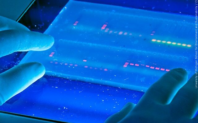 DNA Project Gives Scientists Diverse Genome For Comparison