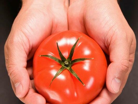 Searching for the Perfect Tomato