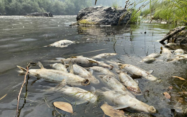 Tribe: California Wildfire Near Oregon Causes Fish Deaths