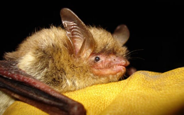 U.S. Bat Species Devastated By Fungus Now Listed As Endangered