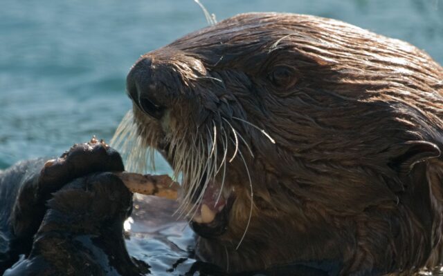 Nuka The Sea Otter Dies At Oregon Coast Aquarium