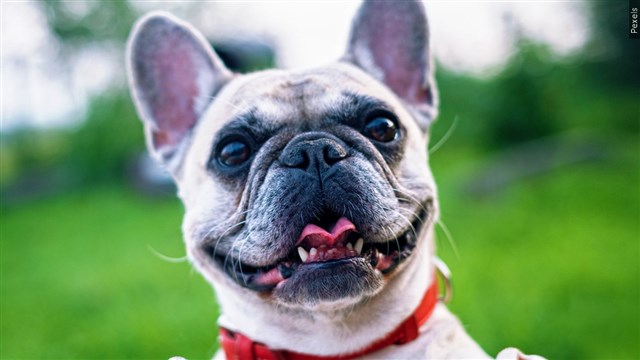 Beloved And Debated, French Bulldog Becomes Top US Dog Breed