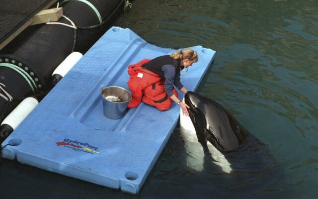 Bringing Lolita Home: How To Release A Long-Captive Orca?