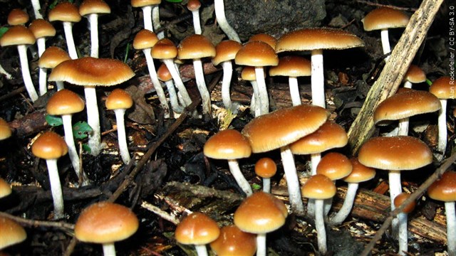 Oregon Issues First State License For Psilocybin Services