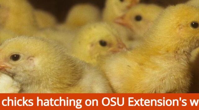 WATCH:  Oregon State University Chicks Hatching Livestream
