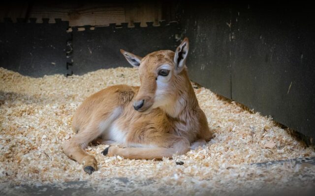 The Oregon Zoo Welcomes Rare Bontebok Calf In Inspiring Conservation Success Story