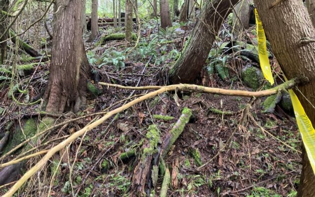 Human Skull Found In Pierce County, Washington Woods