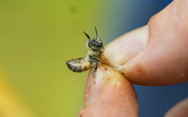 REPORT: Nearly Half Of US Honeybee Colonies Died Last Year