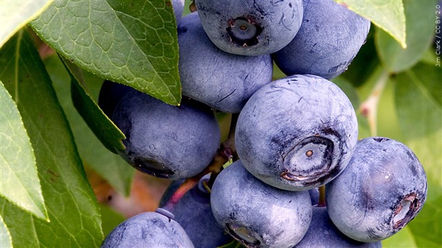 Wild Blueberry Production Takes A Dip In The Face Of Drought