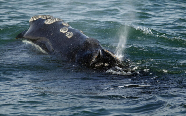 Vanishing Whale’s Decline Worse Than Previously Thought
