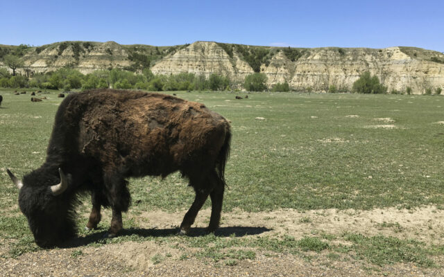 Bison Attack Visitors In North Dakota And Wyoming National Parks