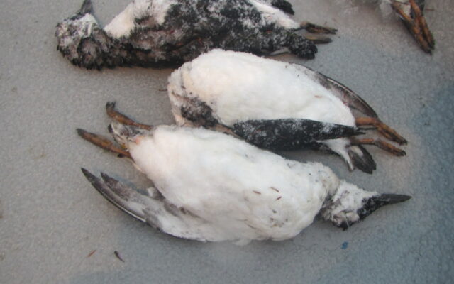 Seabirds Dying Along Oregon’s Coast