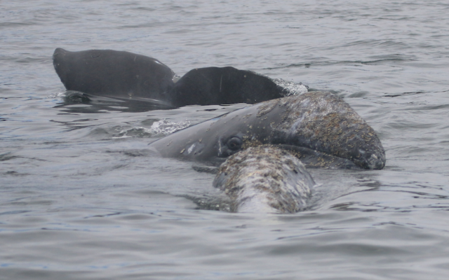 Why Are Gray Whales In The Northwest Smaller?