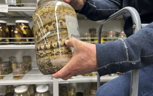 Oregon State University Helps University Of Michigan Slither To History