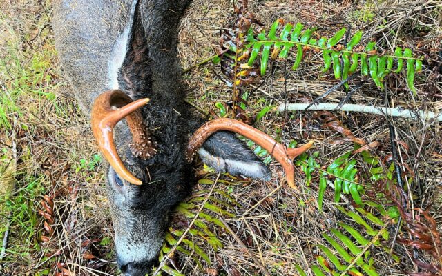 OSP Looking Fore Deer Poacher In Lincoln County