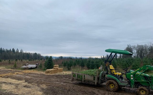 Drouhard Heritage Farms Offers U-Cut Christmas Trees for All
