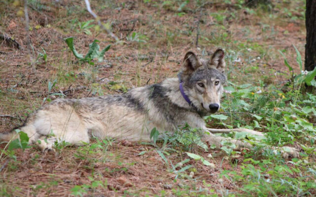 Feds Won’t Restore Protections For Wolves In Rockies, Western States, Propose National Recovery Plan